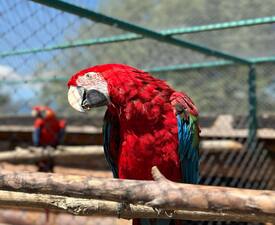 Приключение в света на животните с „Посещение в Зоокът Дъбница“ - за двама възрастни и едно дете