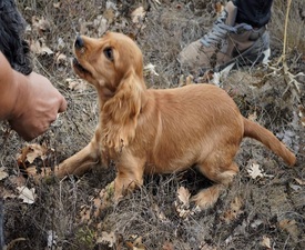 Превърнете се в модерни кулинарни златотърсачи с  „Лов и дегустация на трюфели край Варна“  - за двама