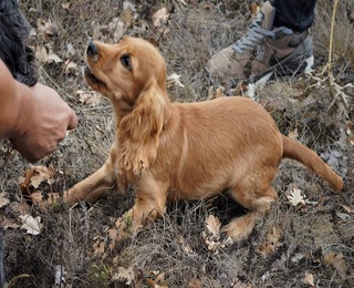 Превърнете се в модерни кулинарни златотърсачи с  „Лов и дегустация на трюфели край Варна“  - за двама