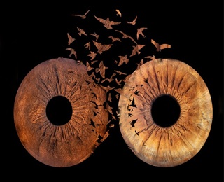 Special and meaningful gift with Iris photography in Pleven - three irises in a frame + effect