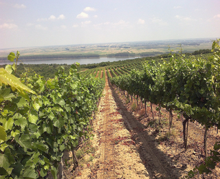 Винена дегустация в Шато Бургозоне за двама - наслада за сетивата - пакет Гурме