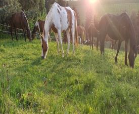 Романтична разходка за четирима на кон и обяд сред дивата природа на Боровец