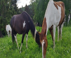 Разходка с кон – в такт с природата на Боровец за трима