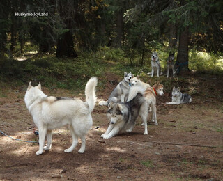 Приключение с кучешки впряг в планината за трима
