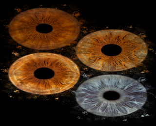 Ирисова Фотография край Бургас – заснемане на четири ириса в рамка