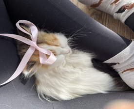 Вълшебно изживяване за двама „Йога с котенца“