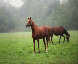 Разходка на кон сред природата около Пловдив за двама