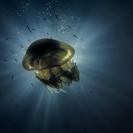 Подводно гмуркане за начинаещи във Варна от Макароон