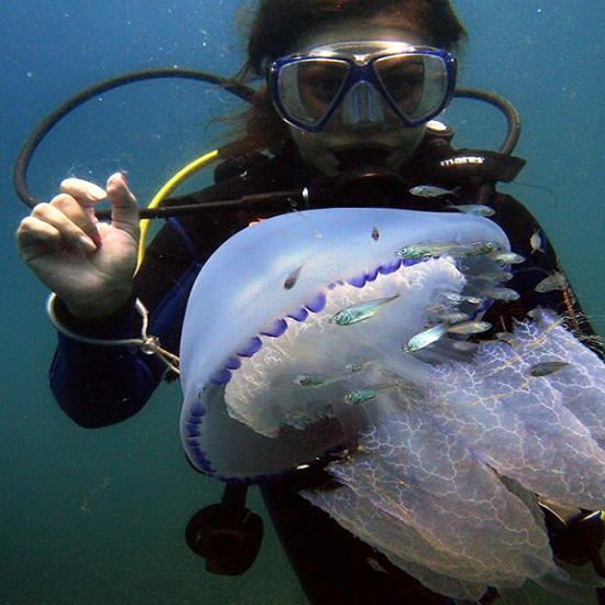 Подводно гмуркане за начинаещи във Варна от Макароон