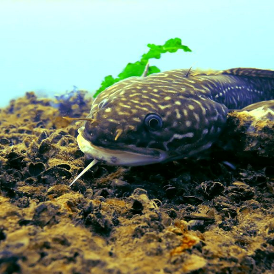 Подводно гмуркане за начинаещи във Варна от Макароон