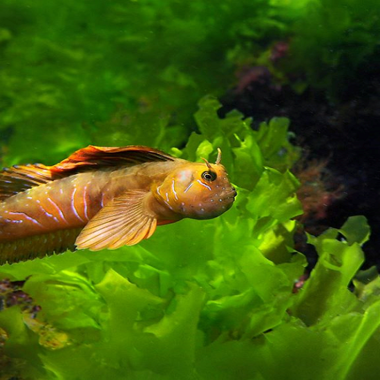 Подводно гмуркане за начинаещи във Варна от Макароон