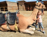 Spend an unforgettable adventurous day with a feeling of Egypt with a Camel Ride for Two + 2 children in Camel Park, Sunny Beach from Makaroon