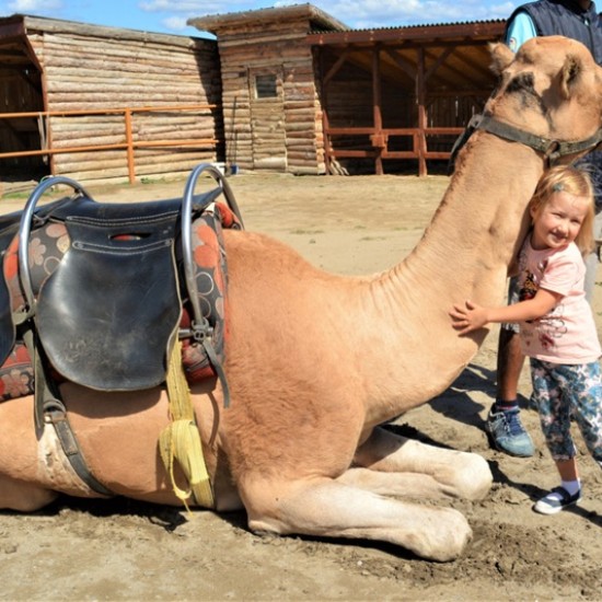 Spend an unforgettable adventurous day with a feeling of Egypt with a Camel Ride for Two + 2 children in Camel Park, Sunny Beach from Makaroon