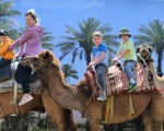 Прекарайте един незабравим приключенски ден с усещане за Египет с Езда на камила за двама в Камел парк, Слънчев бряг от Makaroon Прекарайте един незабравим приключенски ден с усещане за Египет с Езда на камила за двама в Камел парк, Слънчев бряг от Makaroon