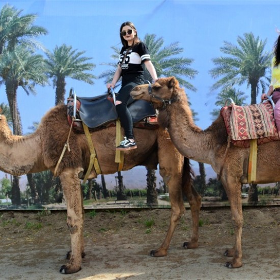 Прекарайте един незабравим приключенски ден с усещане за Египет с Езда на камила за двама в Камел парк, Слънчев бряг от Makaroon Прекарайте един незабравим приключенски ден с усещане за Египет с Езда на камила за двама в Камел парк, Слънчев бряг от Makaroon