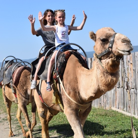 Прекарайте един незабравим приключенски ден с усещане за Египет с Езда на камила за двама в Камел парк, Слънчев бряг от Makaroon Прекарайте един незабравим приключенски ден с усещане за Египет с Езда на камила за двама в Камел парк, Слънчев бряг от Makaroon