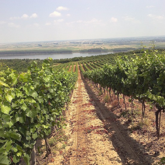 Винена дегустация в Шато Бургозоне за двама - наслада за сетивата от Makaroon