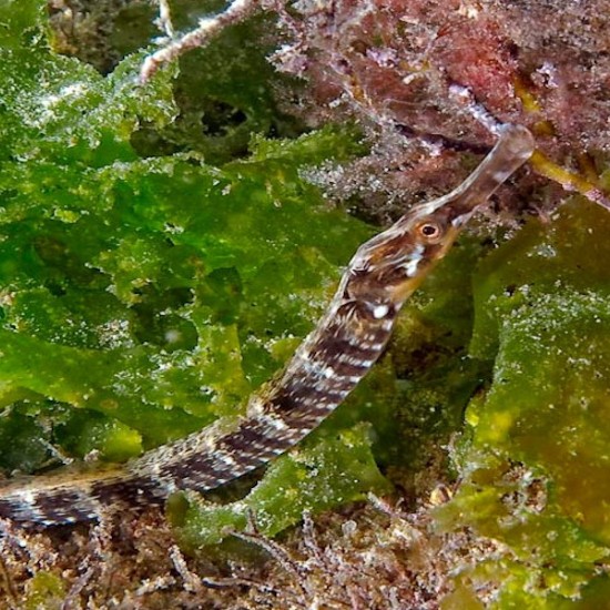 Sea adventure - diving near Nessebar Makaroon.bg