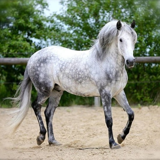 Усетете вкуса на свободата с "Конна езда в красивите поляни на с. Банкя и планина Люлин" от Makaroon Усетете вкуса на свободата с "Конна езда в красивите поляни на с. Банкя и планина Люлин" от Makaroon
