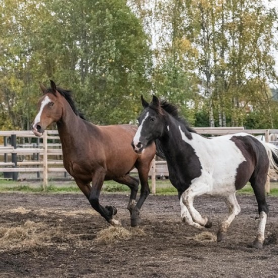 Усетете вкуса на свободата с "Конна езда в красивите поляни на с. Банкя и планина Люлин" от Makaroon Усетете вкуса на свободата с "Конна езда в красивите поляни на с. Банкя и планина Люлин" от Makaroon