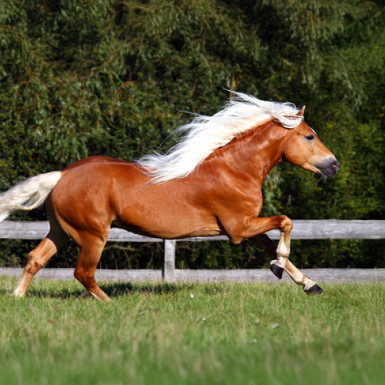 Усетете вкуса на свободата с "Конна езда в красивите поляни на с. Банкя и планина Люлин" от Makaroon Усетете вкуса на свободата с "Конна езда в красивите поляни на с. Банкя и планина Люлин" от Makaroon