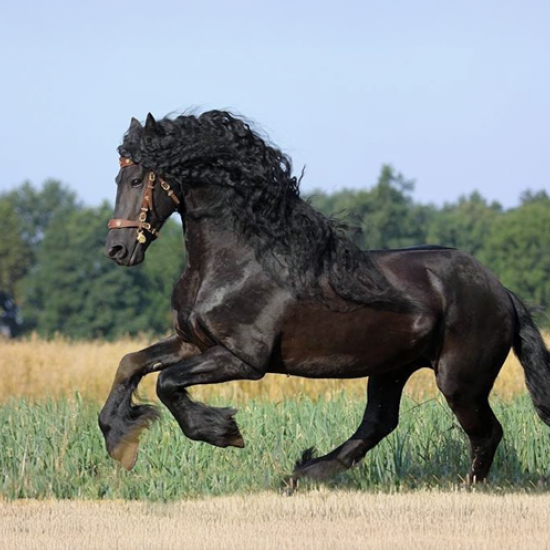 Усетете вкуса на свободата с "Конна езда в красивите поляни на с. Банкя и планина Люлин" от Makaroon Усетете вкуса на свободата с "Конна езда в красивите поляни на с. Банкя и планина Люлин" от Makaroon