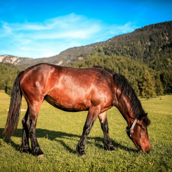 Усетете вкуса на свободата с "Конна езда в красивите поляни на с. Банкя и планина Люлин" от Makaroon Усетете вкуса на свободата с "Конна езда в красивите поляни на с. Банкя и планина Люлин" от Makaroon