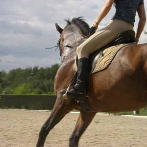 Конна езда в красивите поляни на гр. Банкя и планина Люлин