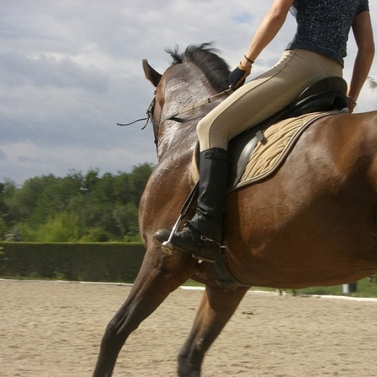 Усетете вкуса на свободата с "Конна езда в красивите поляни на с. Банкя и планина Люлин" от Makaroon Усетете вкуса на свободата с "Конна езда в красивите поляни на с. Банкя и планина Люлин" от Makaroon