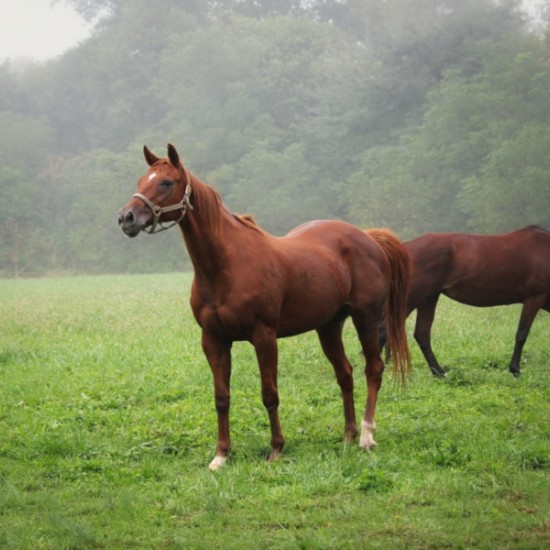 Разходка на кон сред природата около Пловдив от Makaroon