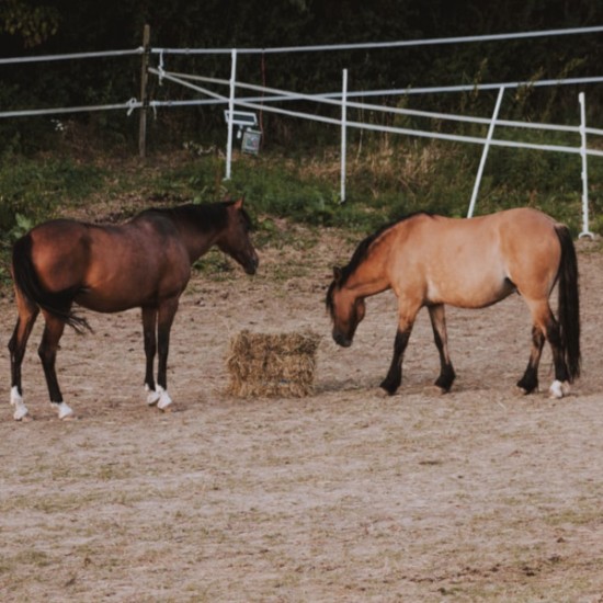Разходка на кон сред природата около Пловдив от Makaroon