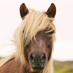 Разходка на кон сред природата около Пловдив