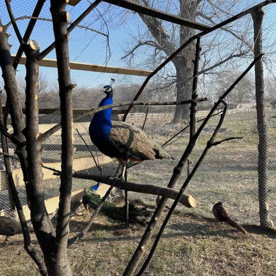 Храна, природа и животни с Разходка с кон за двама сред природата + посещение на ферма ТАРА и обяд в района на Пловдив от Makaroon