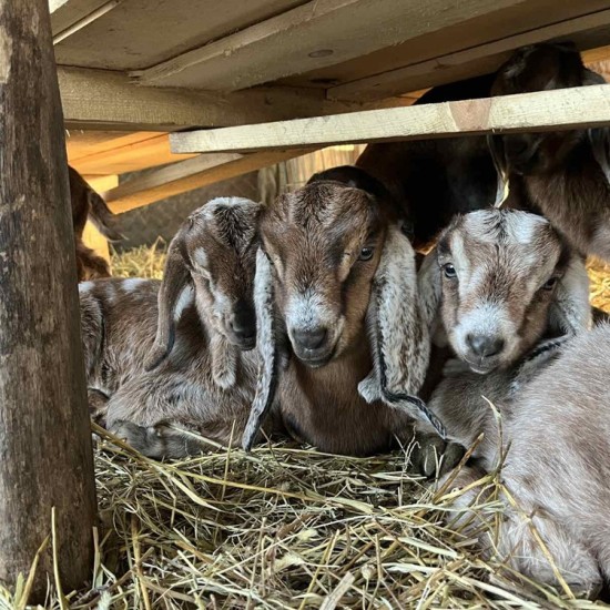 Като в приказка с Разходка с кон за двама сред природата + посещение на ферма ТАРА в района на Пловдив от Makaroon