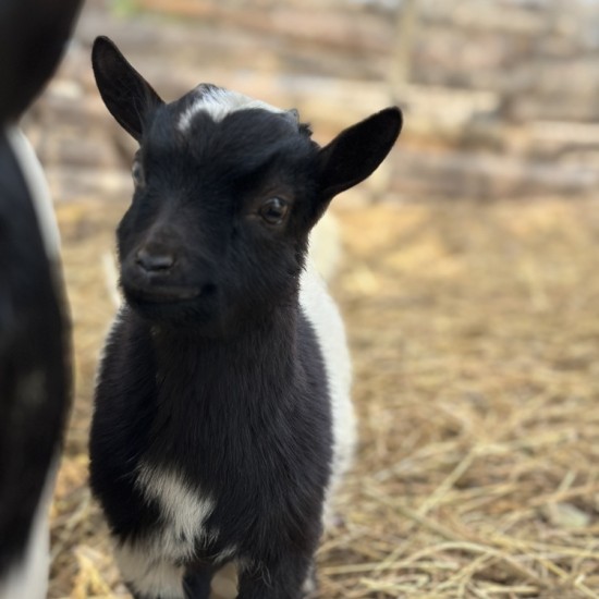 Храна, природа и животни с Разходка с кон за двама сред природата + посещение на ферма ТАРА и обяд в района на Пловдив от Makaroon