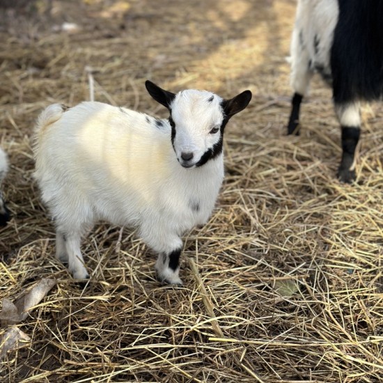Храна, природа и животни с Разходка с кон за двама сред природата + посещение на ферма ТАРА и обяд в района на Пловдив от Makaroon