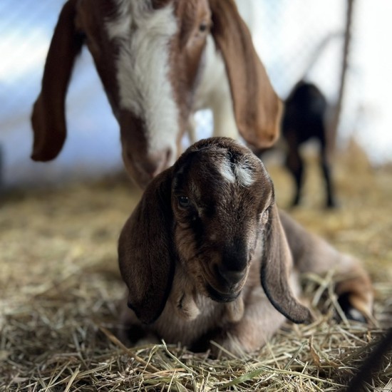 Като в приказка с Разходка с кон за двама сред природата + посещение на ферма ТАРА в района на Пловдив от Makaroon