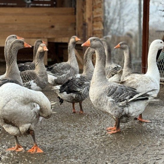 Като в приказка с Разходка с кон за двама сред природата + посещение на ферма ТАРА в района на Пловдив от Makaroon