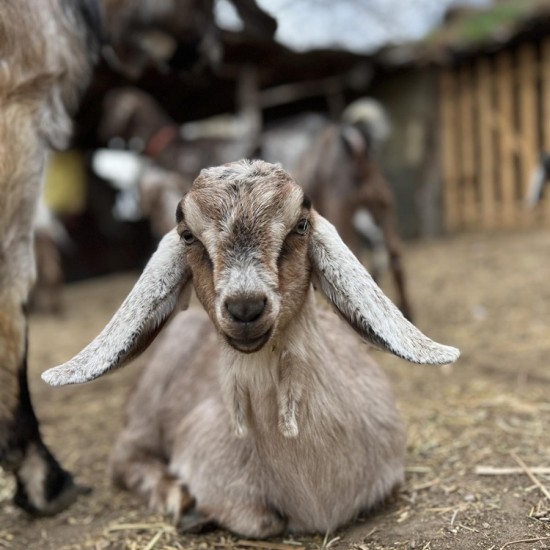 Като в приказка с Разходка с кон за двама сред природата + посещение на ферма ТАРА в района на Пловдив от Makaroon
