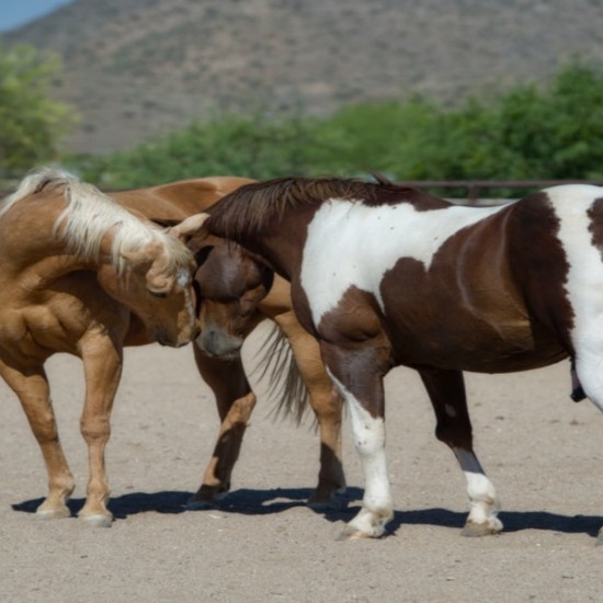 Урок по езда на манеж около Пловдив от Makaroon