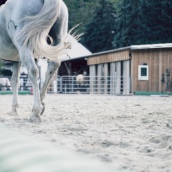 Урок по езда на манеж около Пловдив Урок по езда на манеж около Пловдив