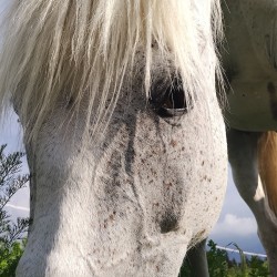 Разходка с кон – в такт с природата на Боровец