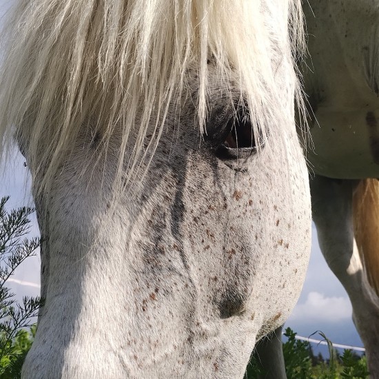 Разходка с кон – в такт с природата на Боровец от Макароон