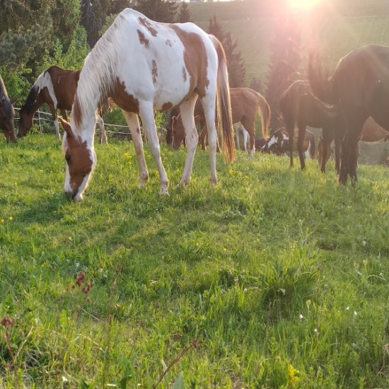 Романтична разходка с кон и обяд сред дивата природа на Боровец от Makaroon