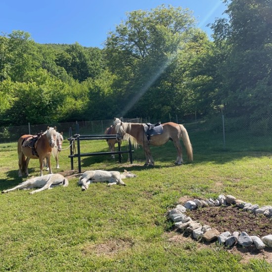 Спокойствие, красота и... коне - насладете се на Конна езда из природата на Стара планина и с. Кърнаре от Makaroon Спокойствие, красота и... коне - насладете се на Конна езда из природата на Стара планина и с. Кърнаре от Makaroon
