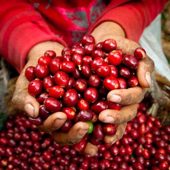 Усетете екзотичния вкус на най-скъпото кафе с „Дегустация на Копи Лувак“ от Makaroon Усетете екзотичния вкус на най-скъпото кафе с „Дегустация на Копи Лувак“ от Makaroon