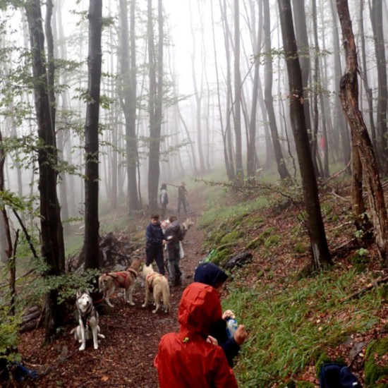 Оригинален подарък - Канирандо: Планинско приключение с кучета за двама от Makaroon