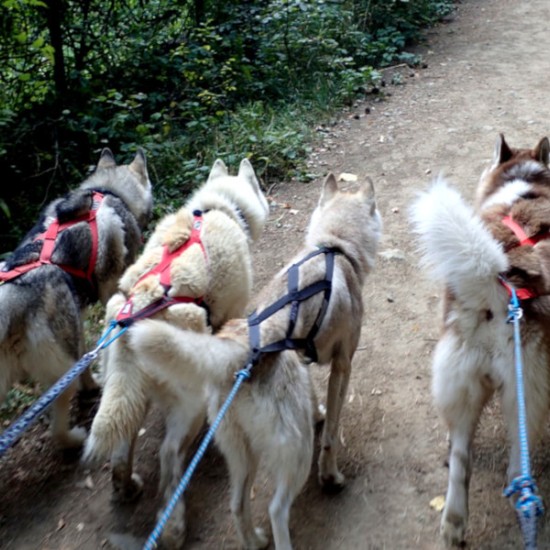 Оригинален подарък - Канирандо: Планинско приключение с кучета за двама от Makaroon