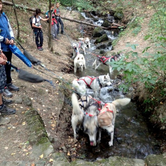 Оригинален подарък - Канирандо: Планинско приключение с кучета за двама от Makaroon