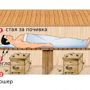 Станете част от кошера с „Пчелна стая“ Станете част от кошера с „Пчелна стая“